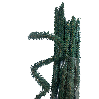 Pack of 12 Canadian Pencil Pine Wired Stems - 12" long-  Florals- The Celebration Co.