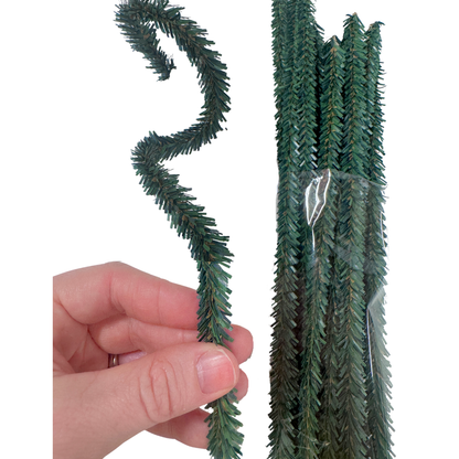 Pack of 12 Canadian Pencil Pine Wired Stems - 12" long-  Florals- The Celebration Co.