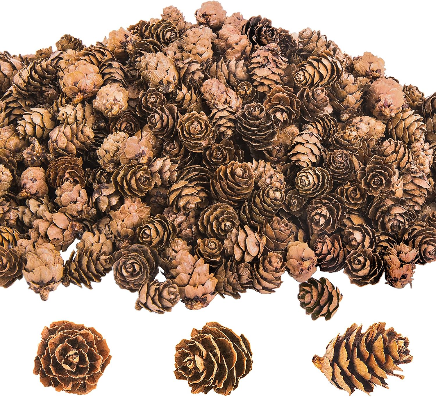 Mini Natural Pinecones – Pack of 50-  Florals- The Celebration Co.